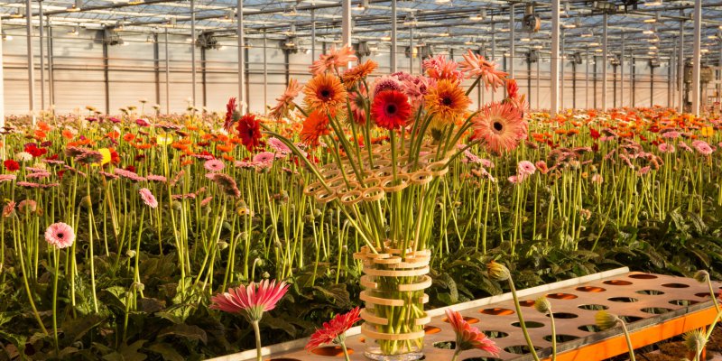Verrassend en vrolijk Gerbera boeket