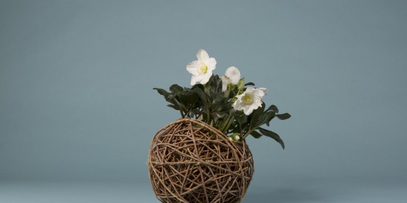 Helleborus 'Niger' rieten bol