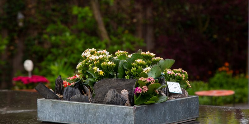 Tuintje met Kalanchoë