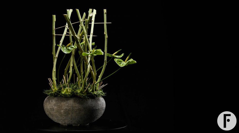 Anthurium Midori sunflower design Pim van den Akker 2 photo courtesy Sikastone