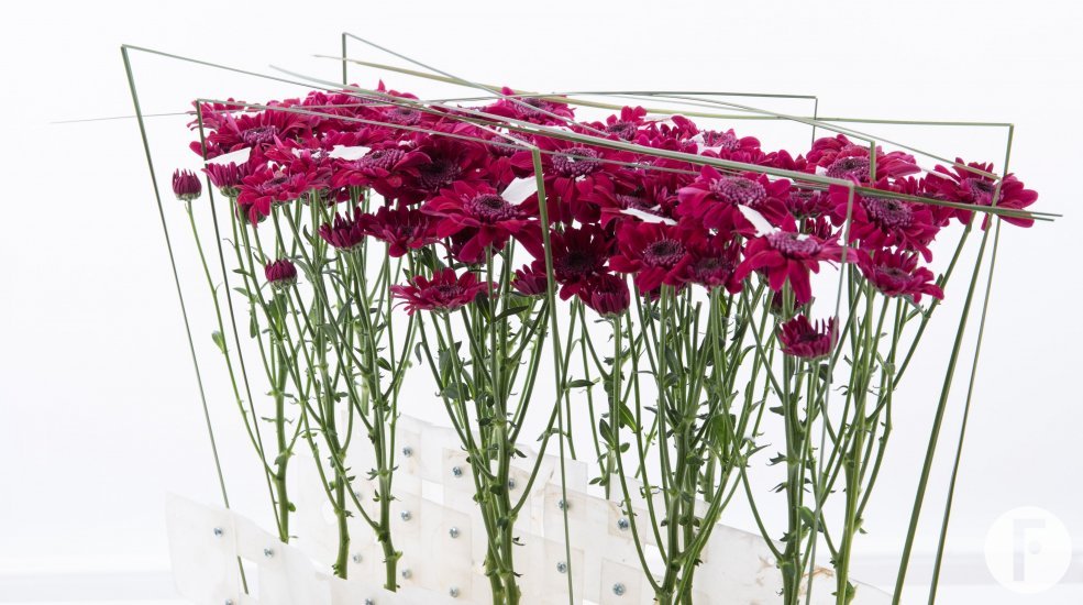 Elegant design met 'Stresa Purple' close-up