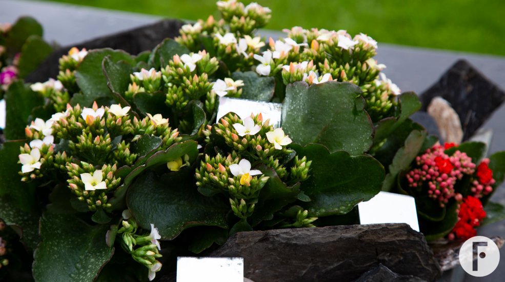 Tuintje met Garden Kalanchoës - Pim van den Akker - Flower Factor