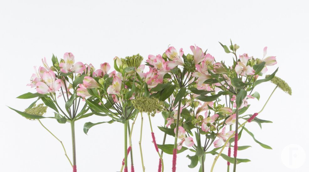 Industrieel Alstroemeria design open bloemen