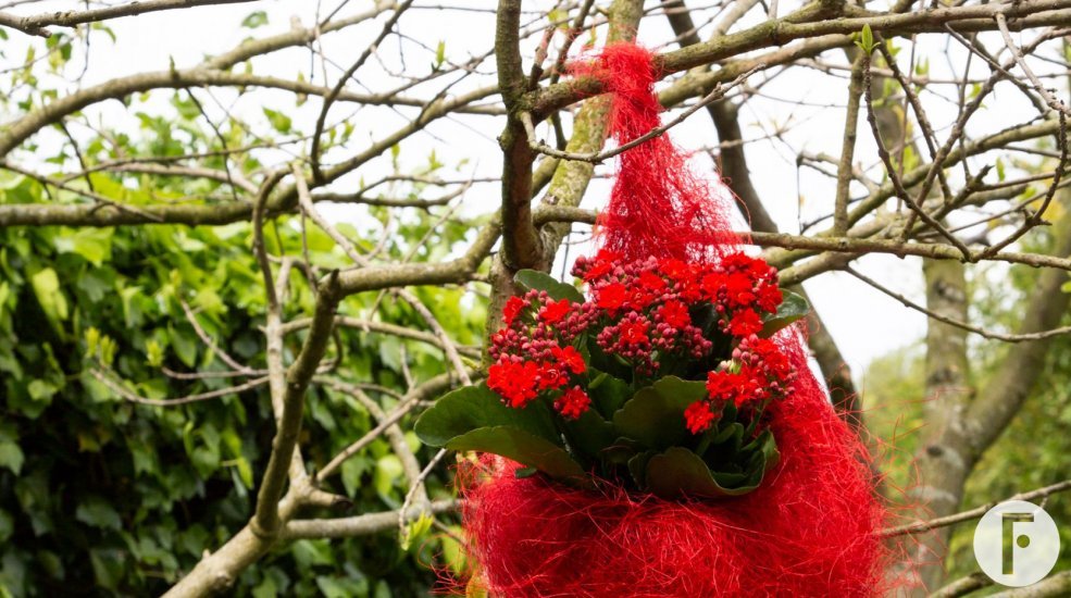 Garden Kalanchoë in design Pim van den Akker - Flower Factor
