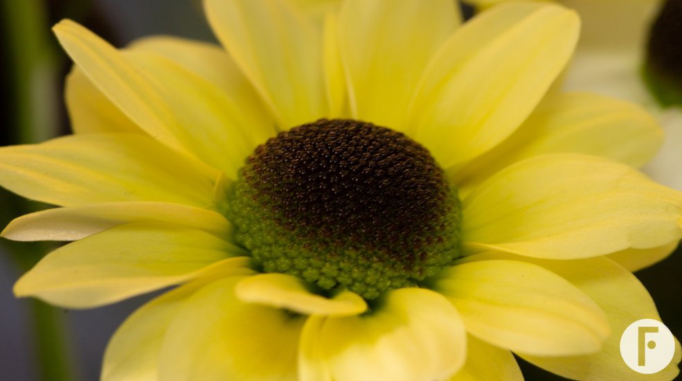 Yin Yang Cream close up Flower Factor