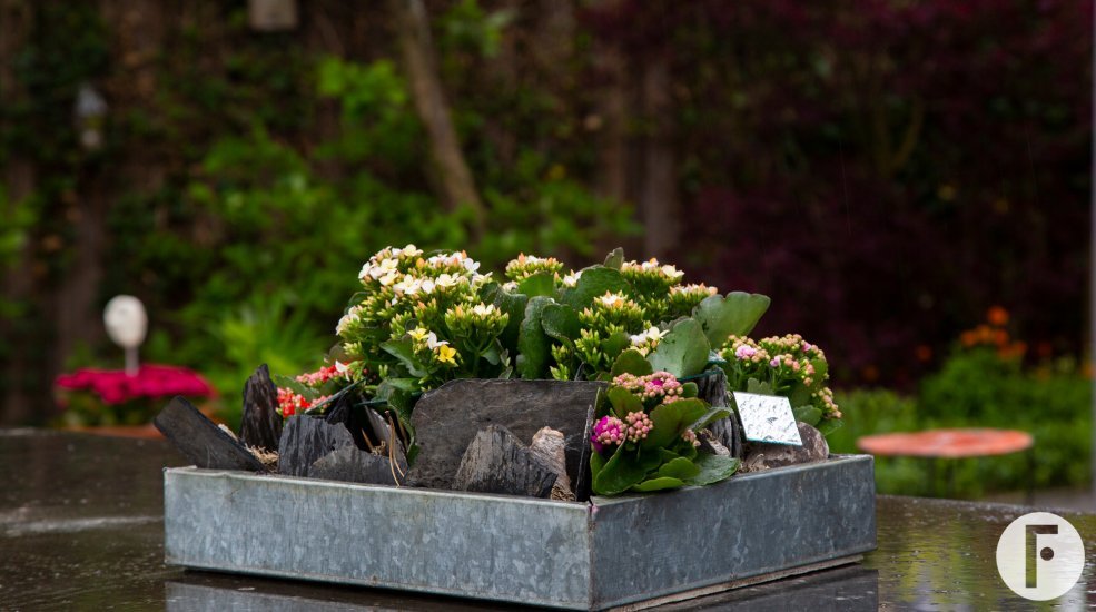 Tuintje met Garden Kalanchoës - Pim van den Akker - Flower Factor