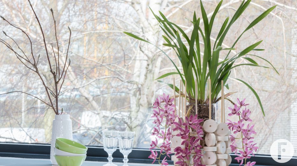 Cascade Cymbidium 'Anisa' en hout