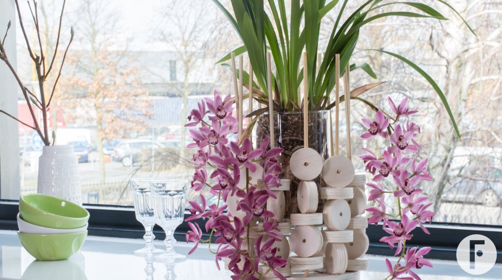 Cascade Cymbidium 'Anisa' en hout - close-up