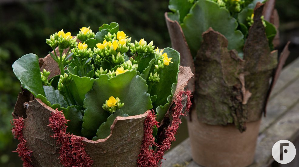 Kalanchoe in potjes met schors - Pim van den Akker - Flower Factor