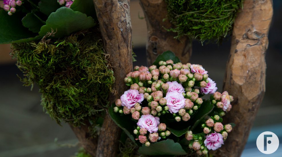Garden Kalanchoe kokedama's - Pim van den Akker - Flower Factor