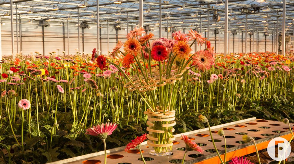 Verrassende mini Gerbera's van LG Flowers 