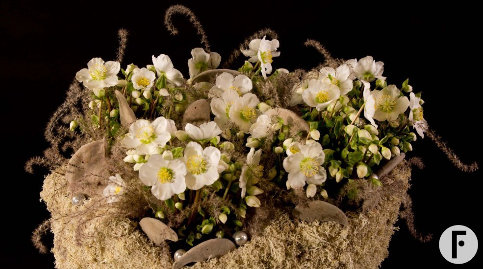 Winterse 'Verboom Beauty' Helleborus