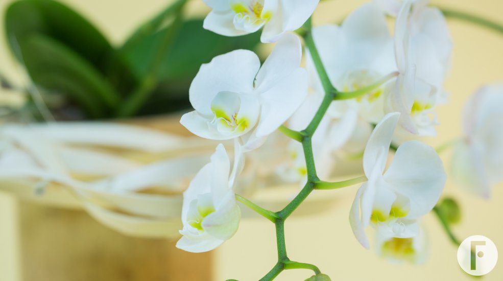 Phalaenopsis orchidee van Opti-flor in origineel design van Pim van den Akker
