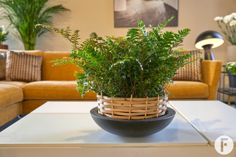 Didymochlaena Truncatula - Modern - close up