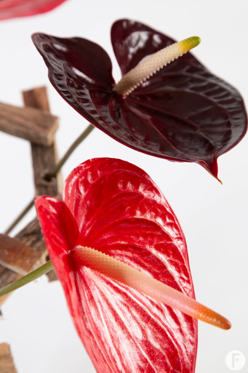 frameboeket met Anthuriums - Pim van den Akker - Flower Factor