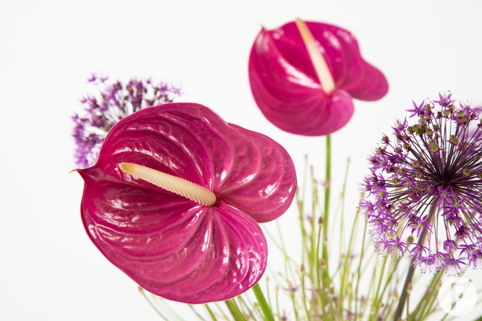snij Anthuriums en Allium - Roos van Unen - Flower Factor