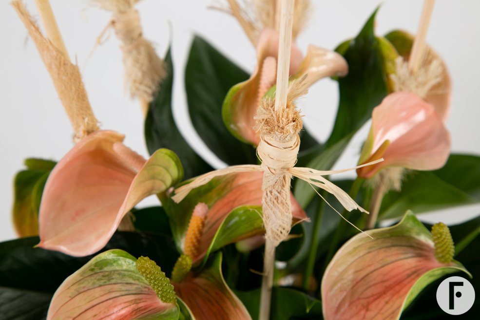 Anthurium arrangement met natuurlijke details - Flower Factor