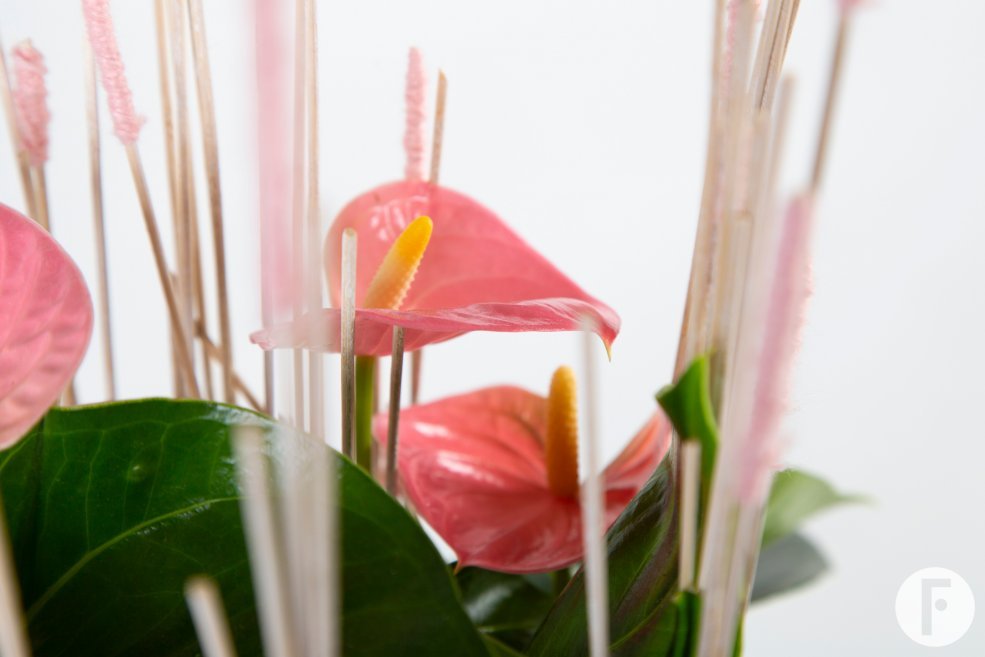 roze Anthurium arrangement - Pim van den Akker - Flower Factor