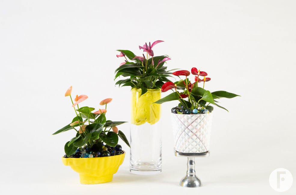 speels Anthurium arrangement - Roos van Unen - Flower Factor
