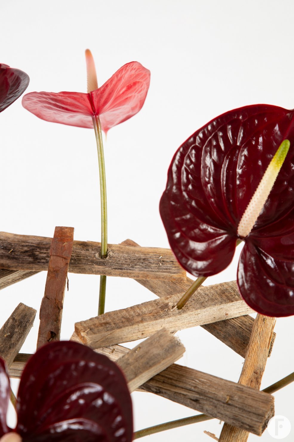 frameboeket met Anthuriums - Pim van den Akker - Flower Factor