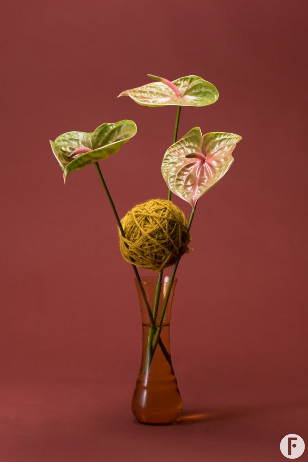 Anthurium design Pistache