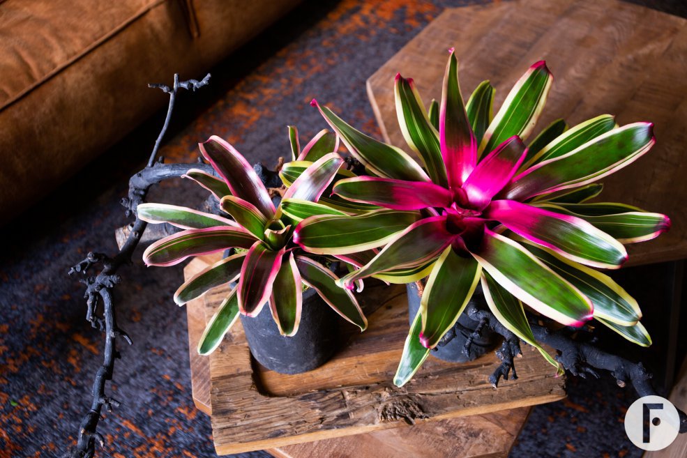 Bromelia in stoer interieur