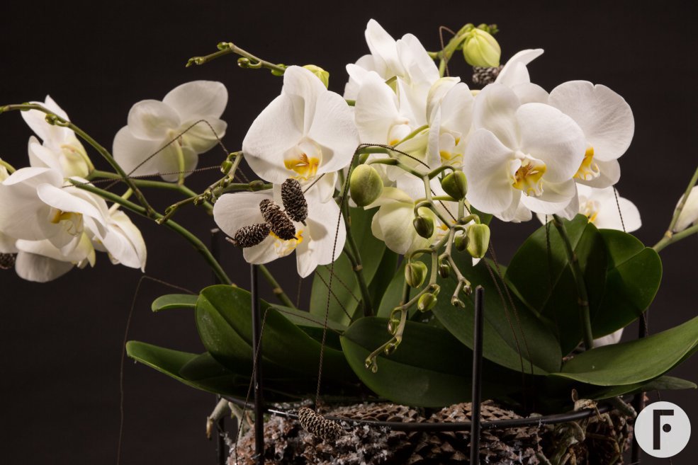 Willd Orchid van Opti-flor in een winters design van Roos van Unen