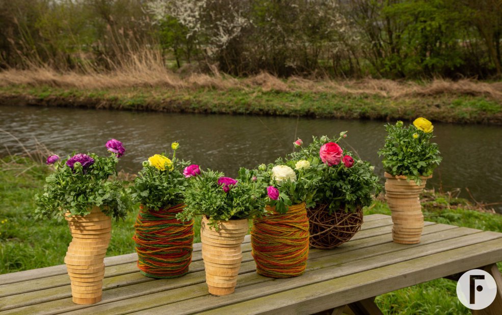 Ranunculus Vortex - buiten