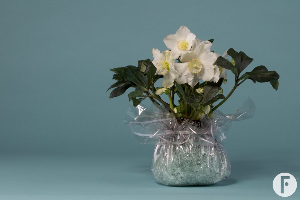 Hellebore Niger as winter gift Pim van den Akker Flower factor Kwekerij Verboom