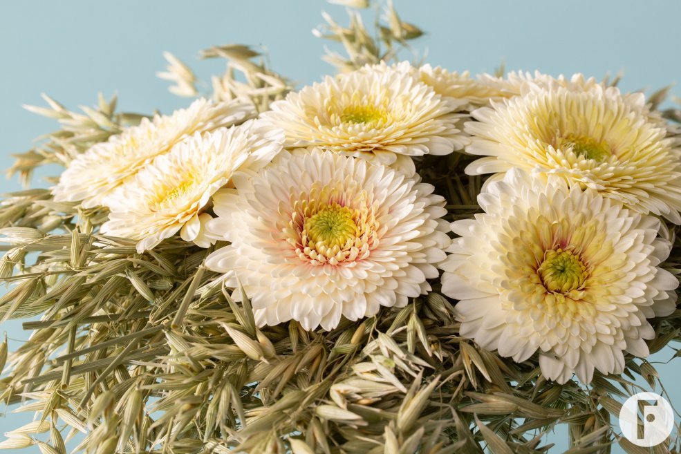 Boeket Mi Dotti Gerardo mini Gerbera's en gedroogde grassen - Pim van den Akker