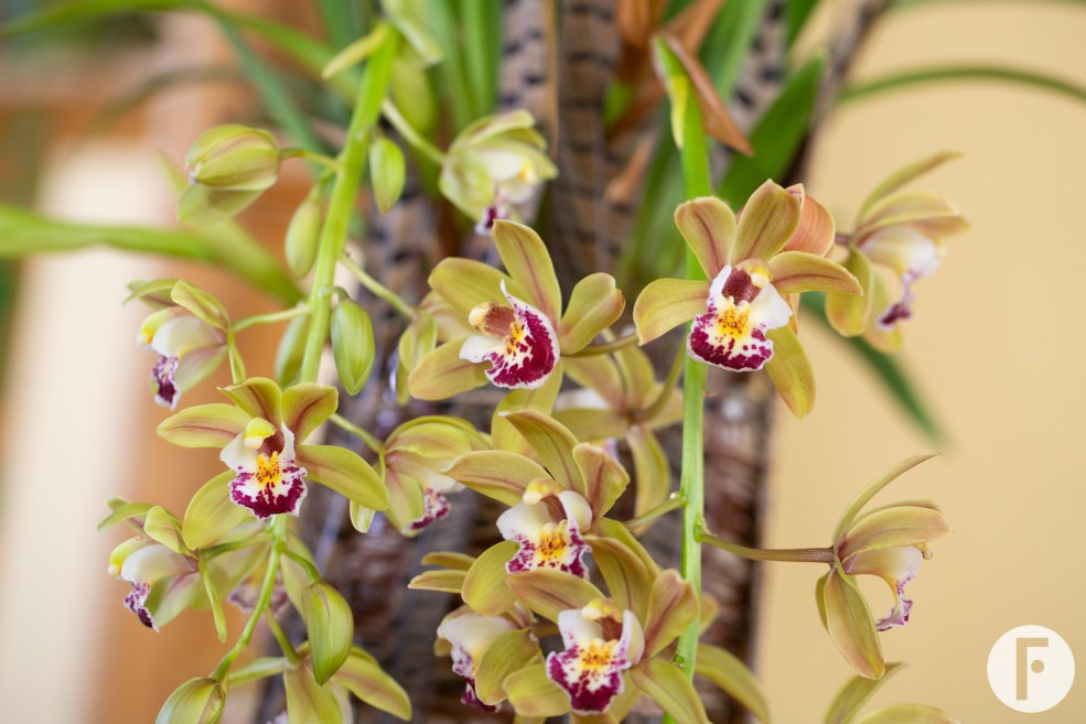 Cascade Cymbidium 'Argiro'