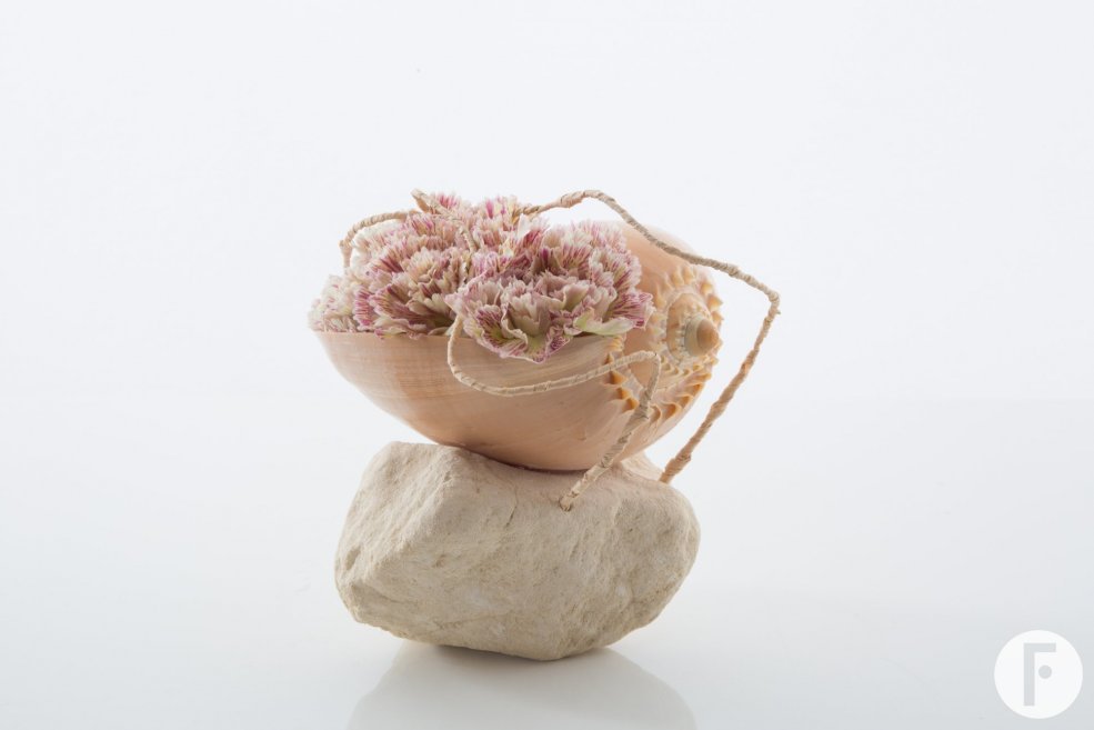 Dianthus in een schelp