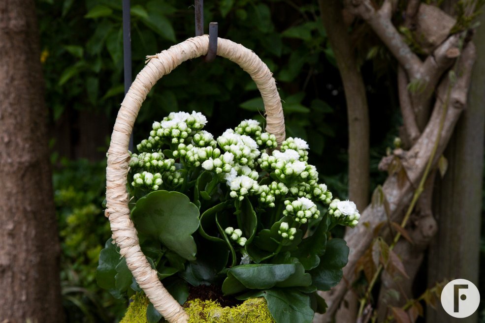 Kalanchoe hangend design - Pim van den Akker - Flower Factor