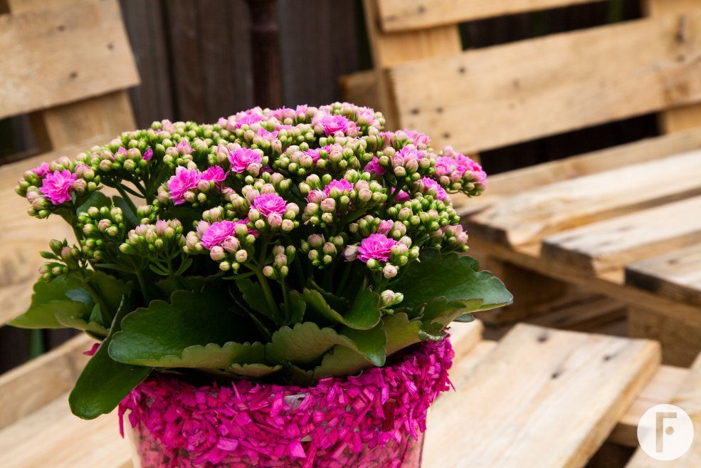 Felroze gevuldbloemige Garden Kalanchoe