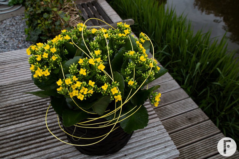 Gele Kalanchoe - Pim van den Akker - Flower Factor