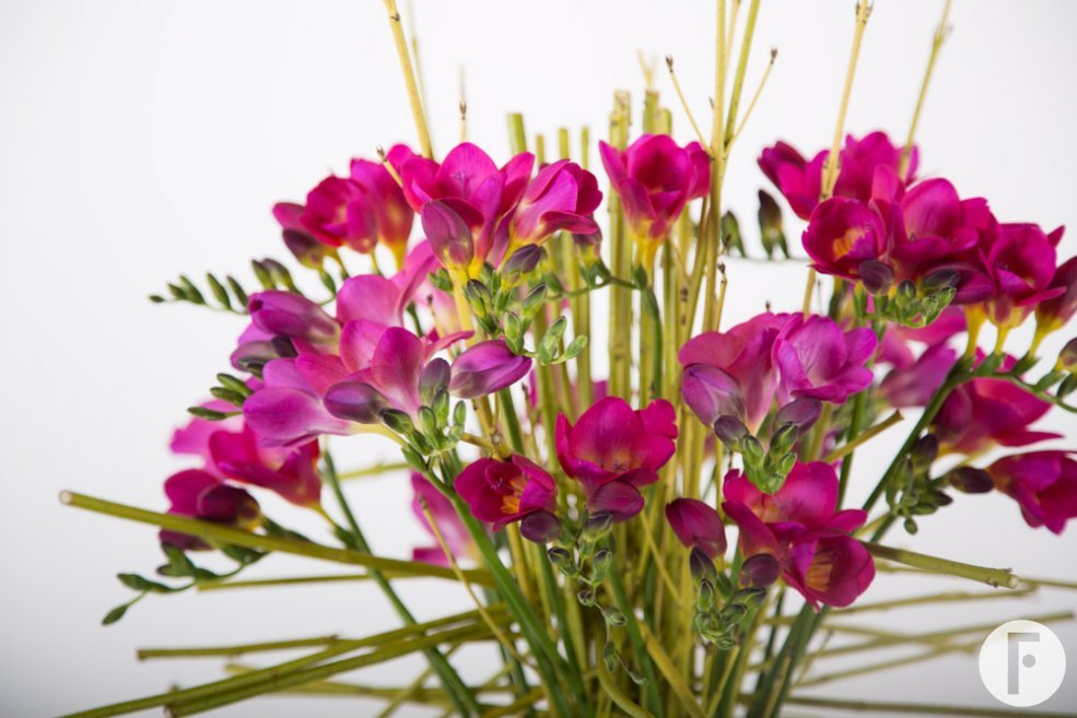 Krachtig Freesia boeket close-up