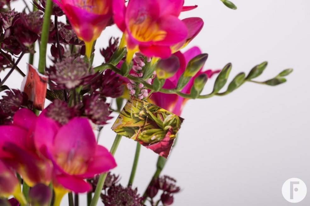 Tijdschrift Freesia ontwerp close-up