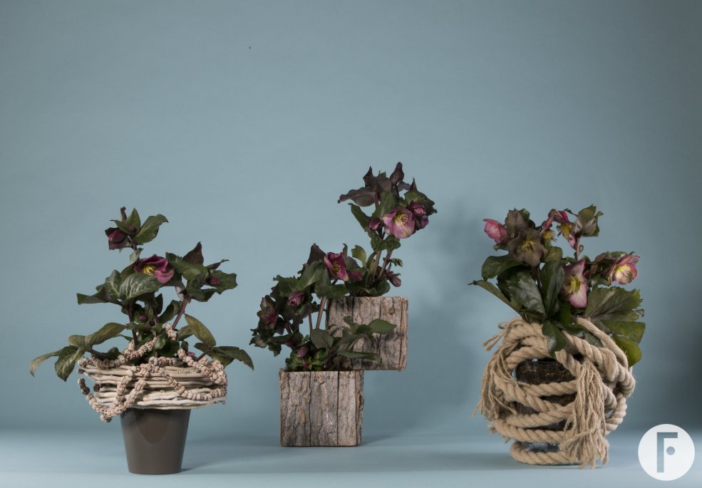 Winterse Helleborus Frostkiss arrangementen 
