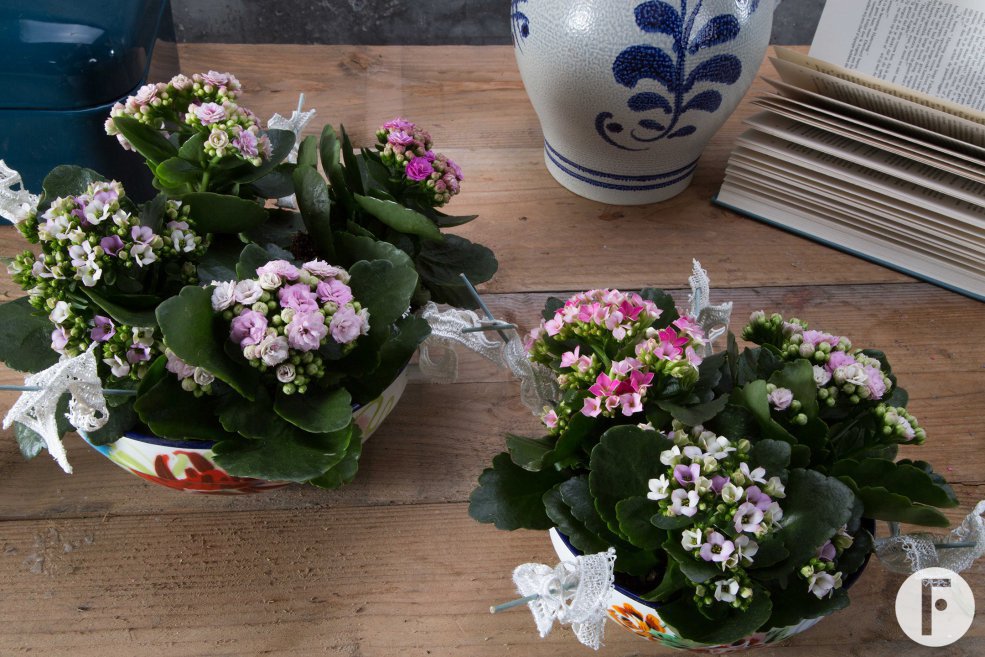 kalanchoe vintage style