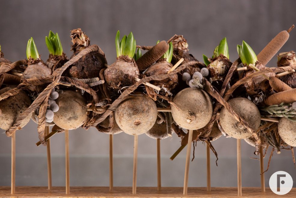 Kerst Hyacinthus en Amaryllis - Bab Star - Flower Factor