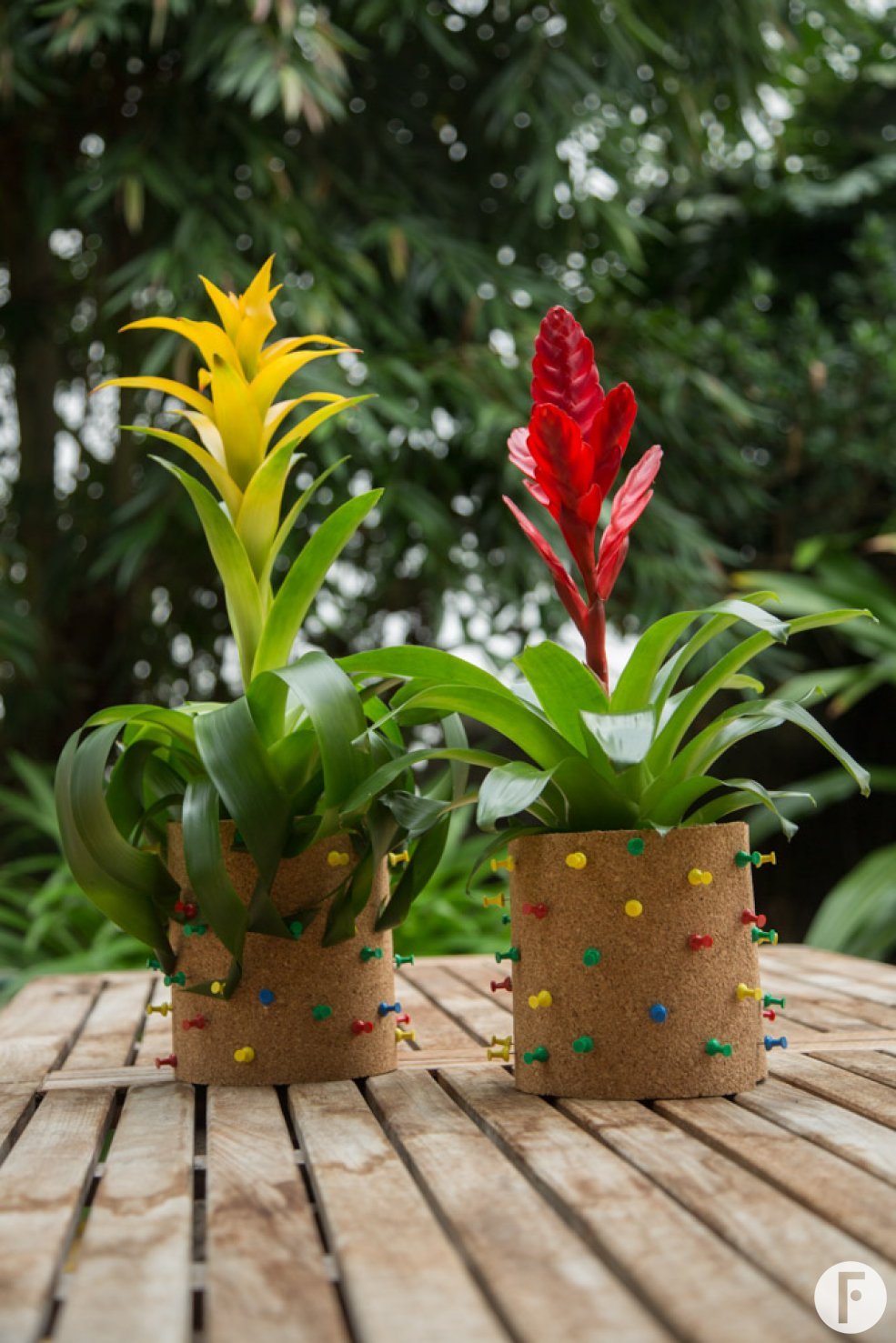 Bromelia prikbord