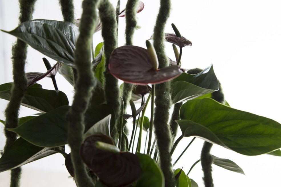 retro styled Anthurium Adios Chocolat Pim van den Akker close up