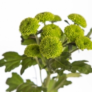 Chrysant