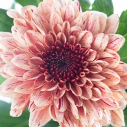 Chrysant