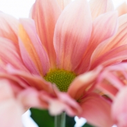 Chrysant