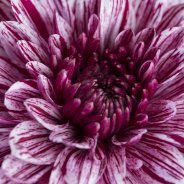 Chrysant