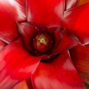 Neoregelia