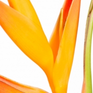 Heliconia