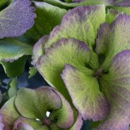 Hortensia