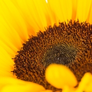 Zonnebloem